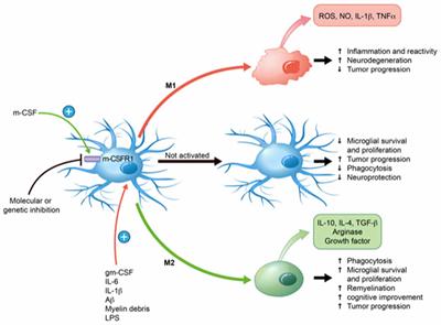 New Therapeutic Avenues of mCSF for Brain Diseases and Injuries